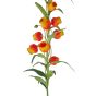 FLORISTA - σαντερσόνια 90cm, πορτοκαλί