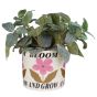BLOOM & GROW - κασπό κεραμικό Δ17cm