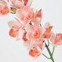 FLORISTA - γλαδιόλα 75cm, ανοιχτό πορτοκαλί