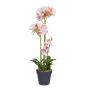 FLORISTA - ορχιδέα με γλαστράκι Υ51cm, ανοιχτό πορτοκαλί