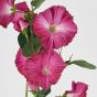 FLORISTA - ιπομοία 76cm, σκούρο ροζ