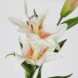 FLORISTA - κρίνος, λευκός
