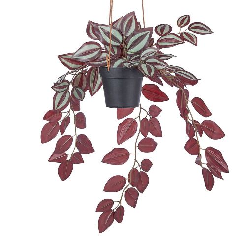 FLORISTA - ζεμπρίνα 50cm