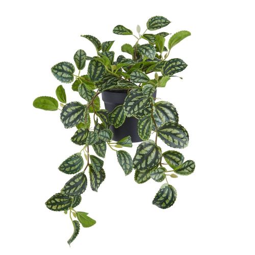 FLORISTA - πιλέα cadierei 44cm