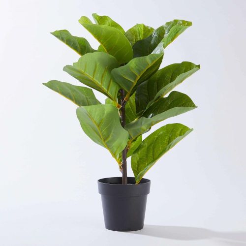 FLORISTA - φίκος lyrata σε γλάστρα, 40cm