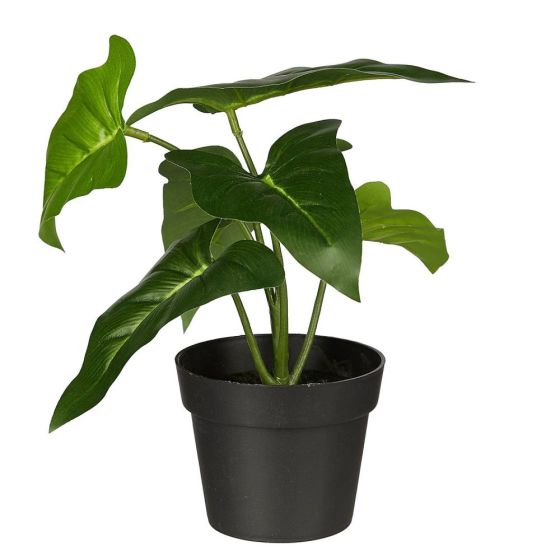 FLORISTA - φιλόδενδρο σε γλάστρα 20cm