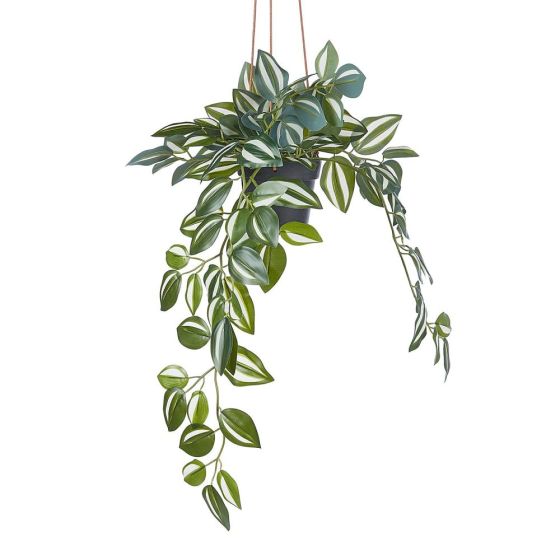 FLORISTA - κρεμαστό φυτό σε γλάστρα  50cm