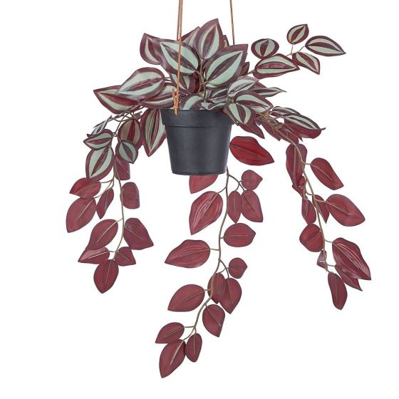 FLORISTA - ζεμπρίνα 50cm