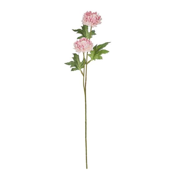 FLORISTA - διακοσμητικό φυτό χρυσάνθεμο, ροζ