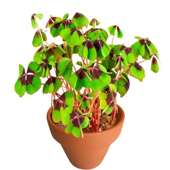 LUCKY LOOK - τυχερό τριφύλλι σε γλαστράκι