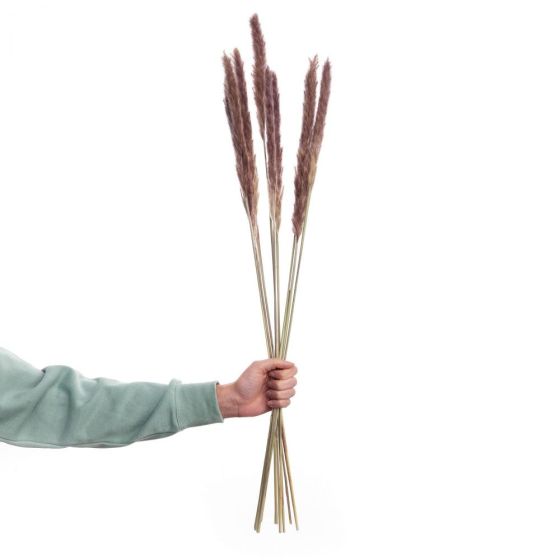 FLORISTA - Pampas γρασίδι 70cm