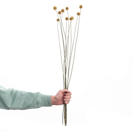 FLOWER MARKET - αποξηραμένη κρασπέδια, 10 τεμάχια