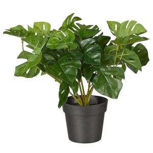 FLORISTA - μονστέρα σε γλάστρα25cm