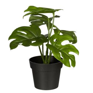FLORISTA - μονστέρα 20cm