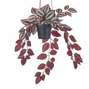 FLORISTA - ζεμπρίνα 50cm