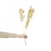 FLOWER MARKET - αποξηραμένη λαγομηλιά 70cm, χρυσή
