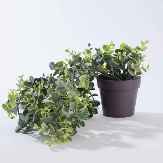 FLORISTA - κρεμαστό φυτό με κασπό, 50cm