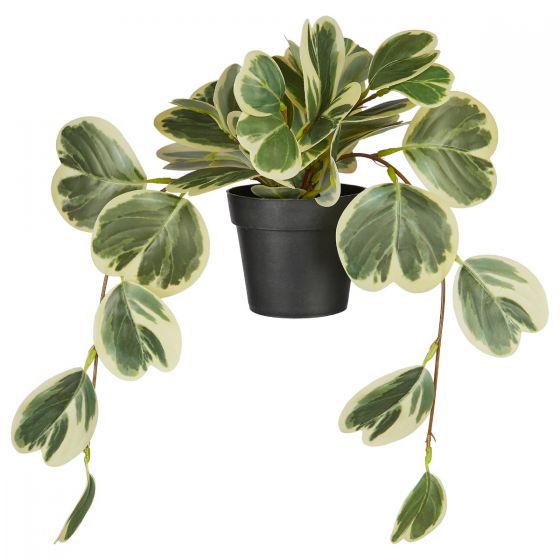 FLORISTA - πεπερόμια σε γλάστρα 40cm