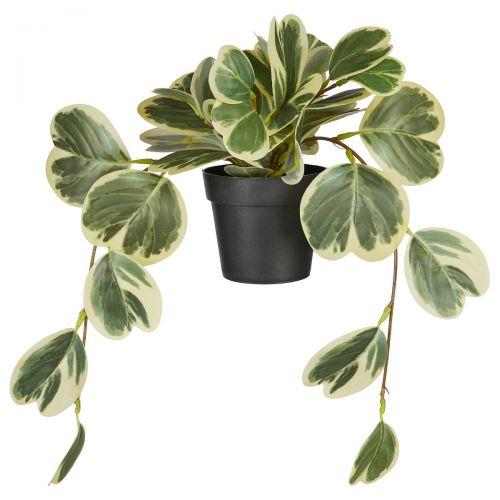 FLORISTA - πεπερόμια σε γλάστρα 40cm