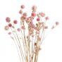FLOWER MARKET - γομφρένα ροζ